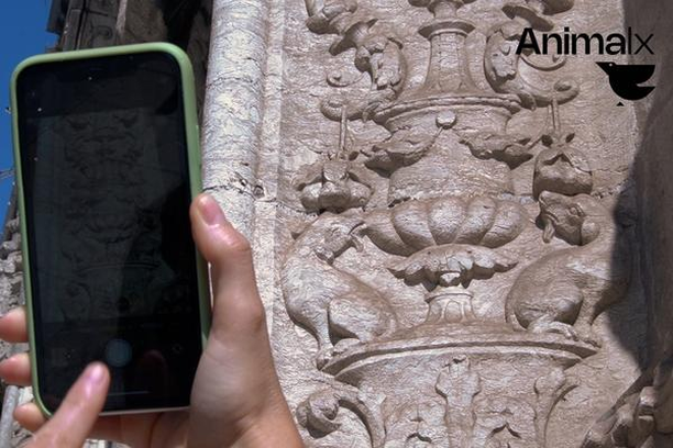 image for ANIMALx - Animais de Lisboa